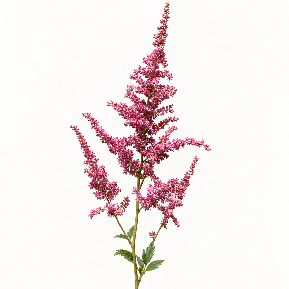 Pink Astilbe