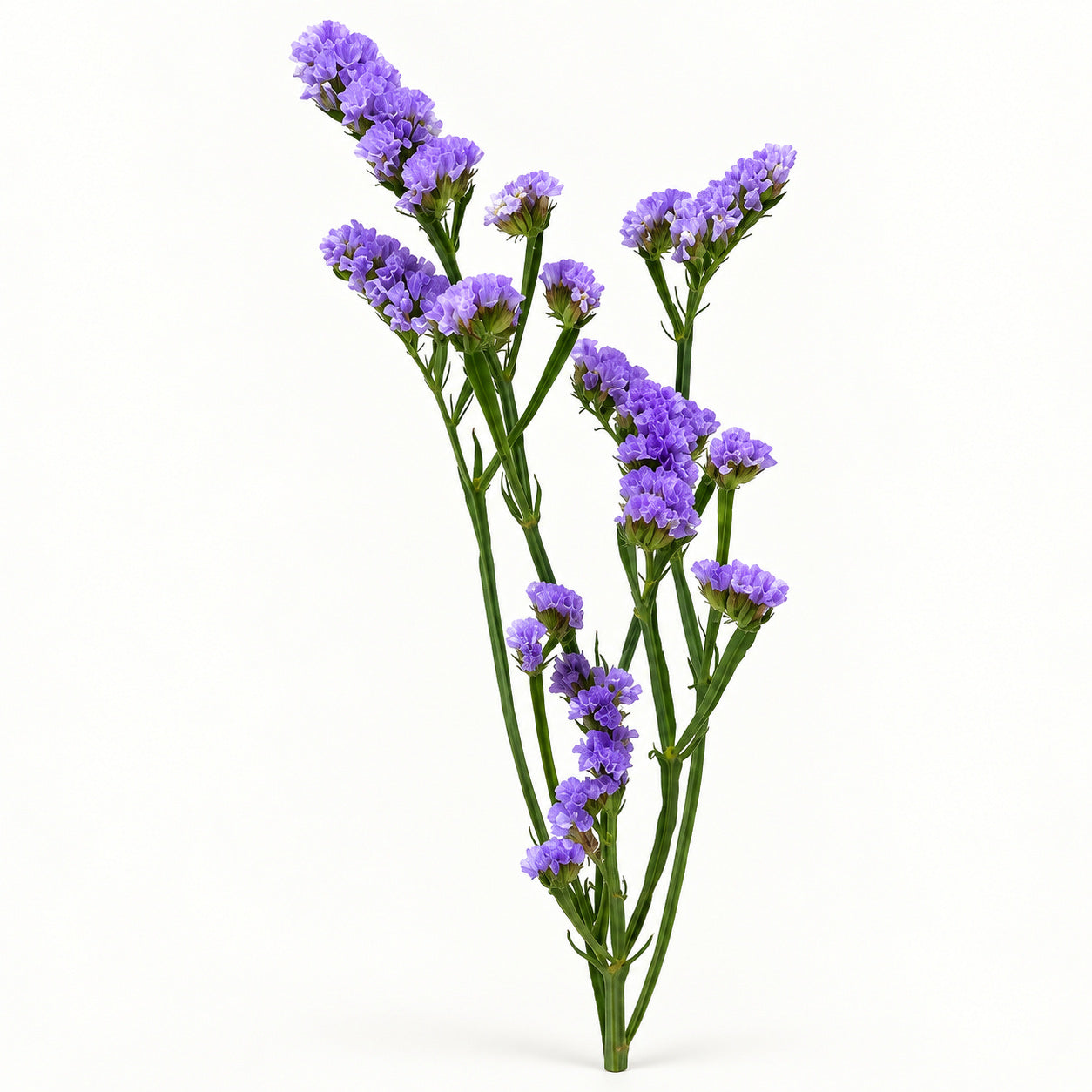 Purple Statice