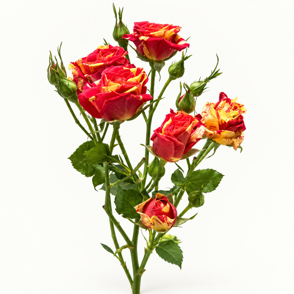 Red & Yellow Spray Rose