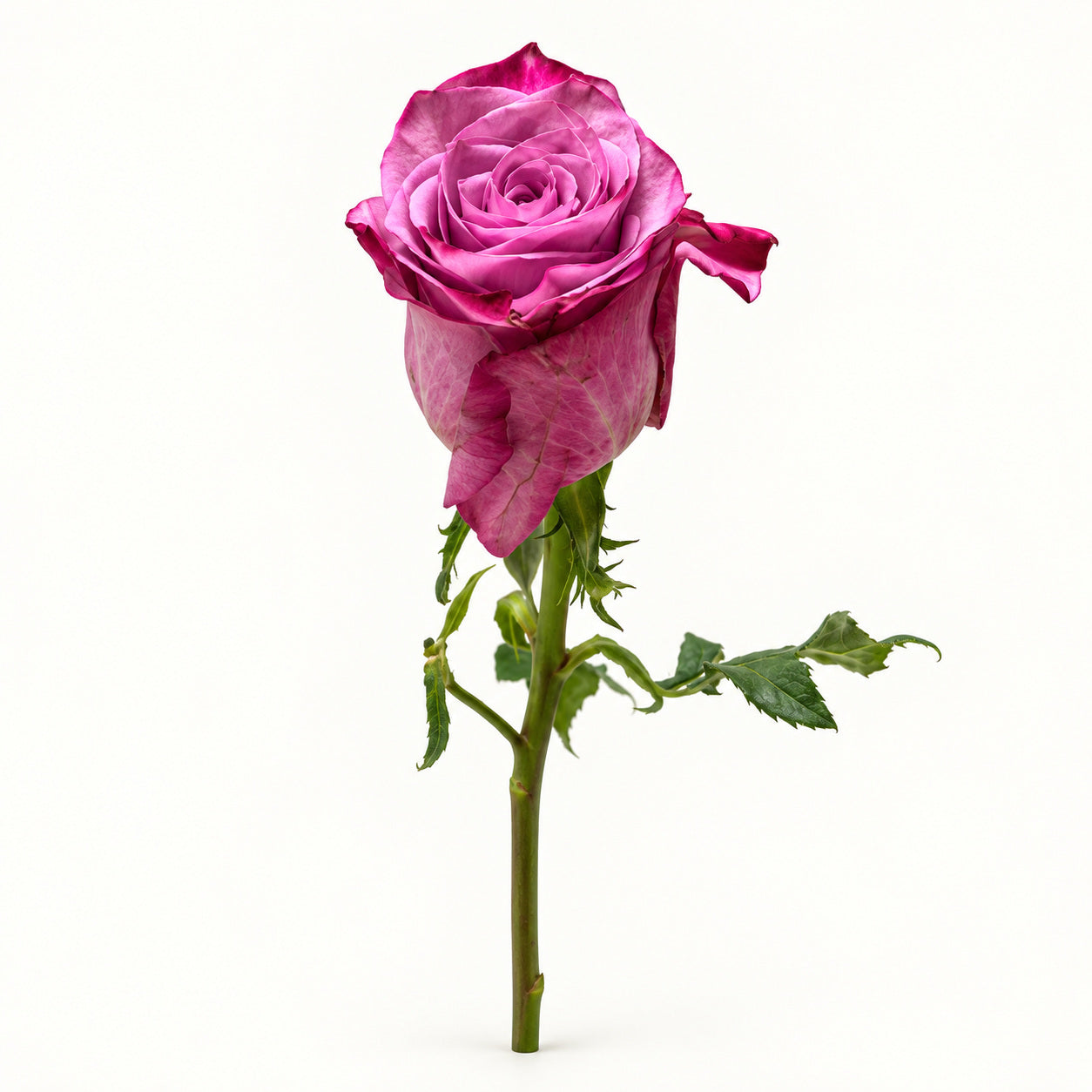 Purple Rose