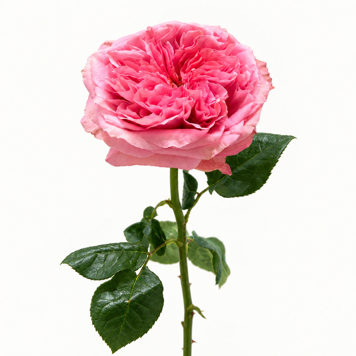 Pink Garden Rose