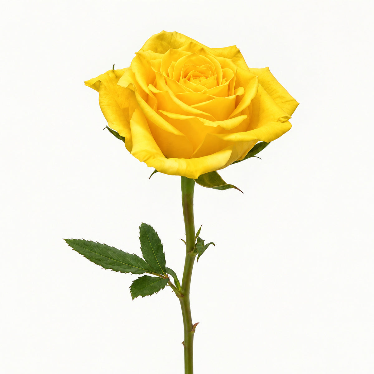 Classic Yellow Rose