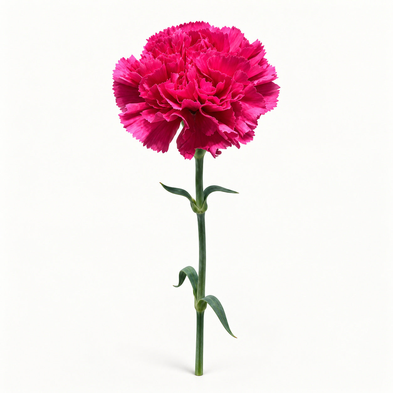 Deep Magenta Carnation