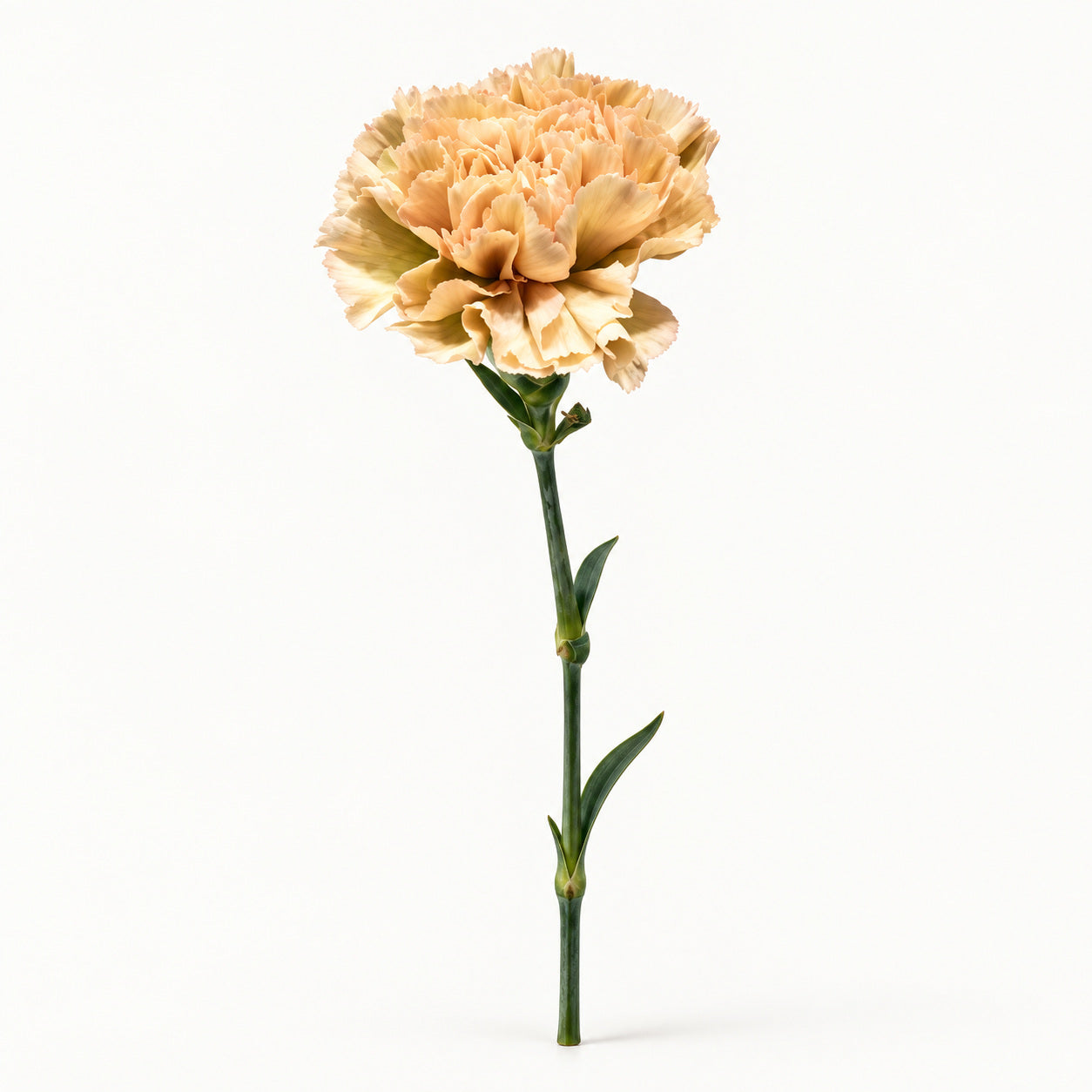 Peach Champagne Carnation
