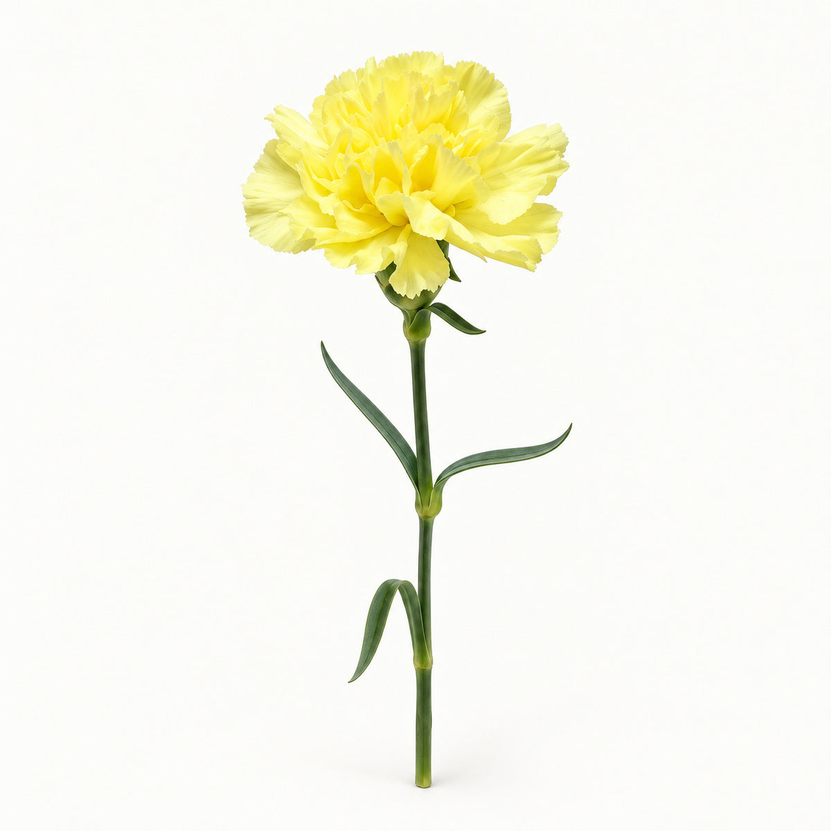 Lemon Yellow Carnation