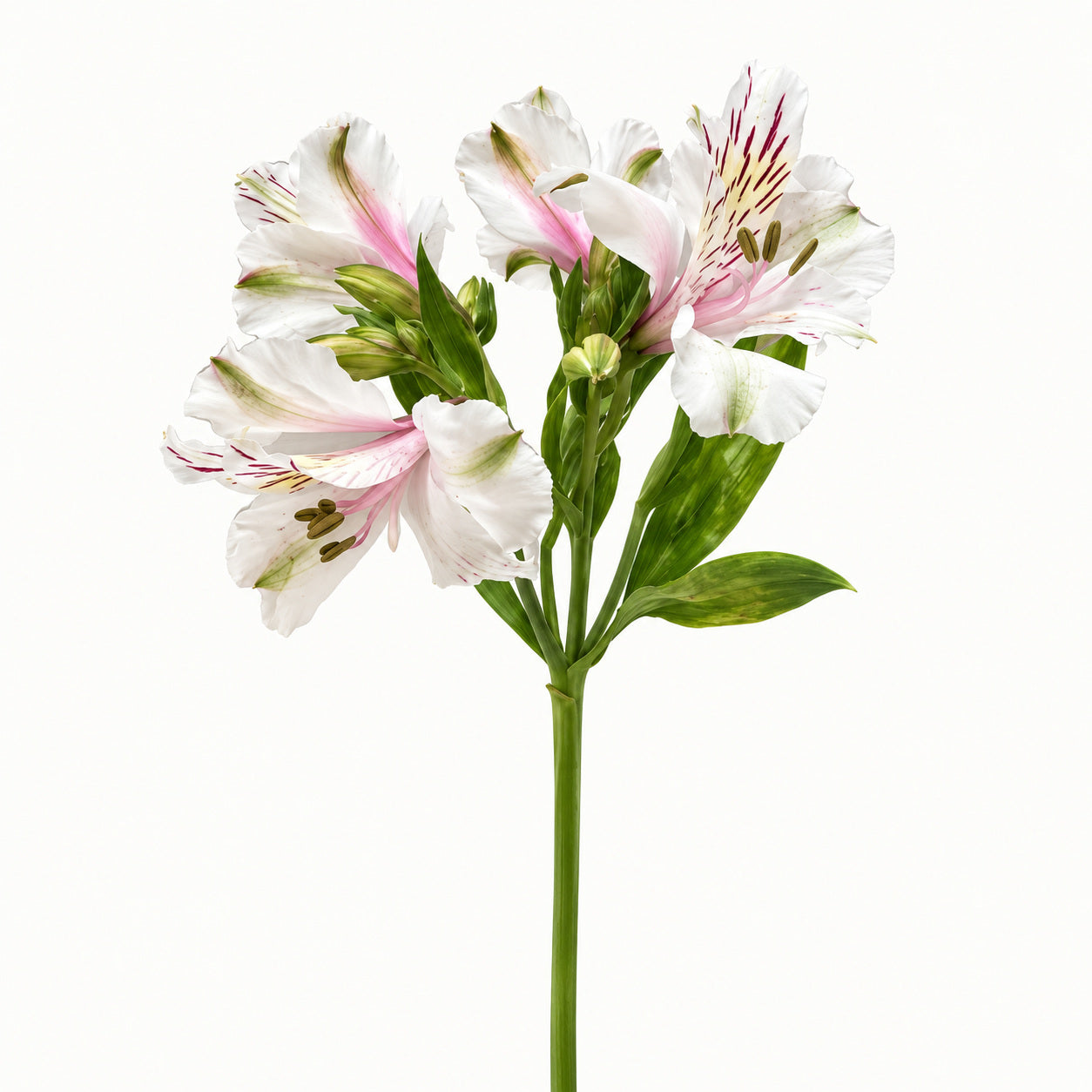 White & Pink Alstroemeria