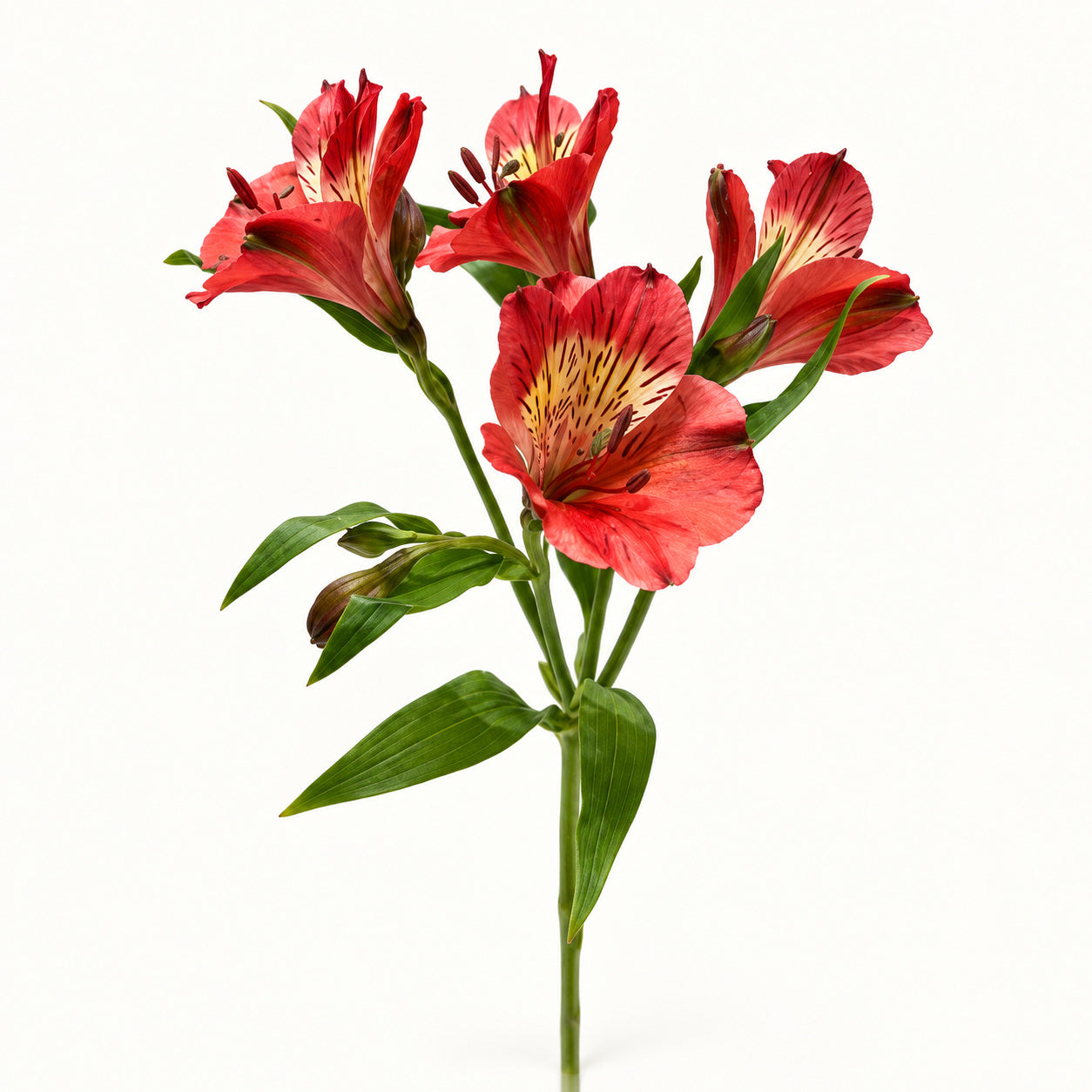 Red Alstroemeria
