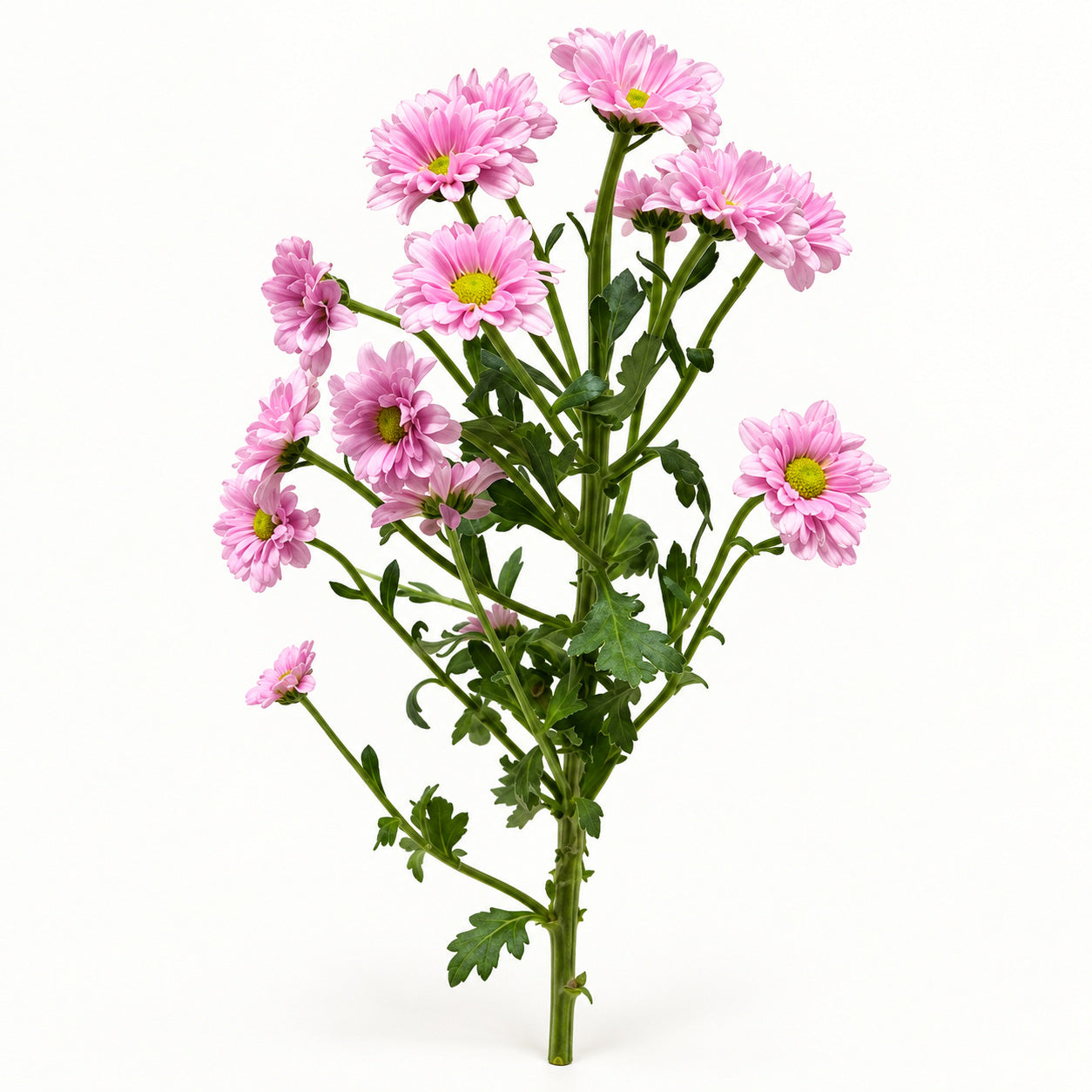 Pink Chrysanthemum Santini