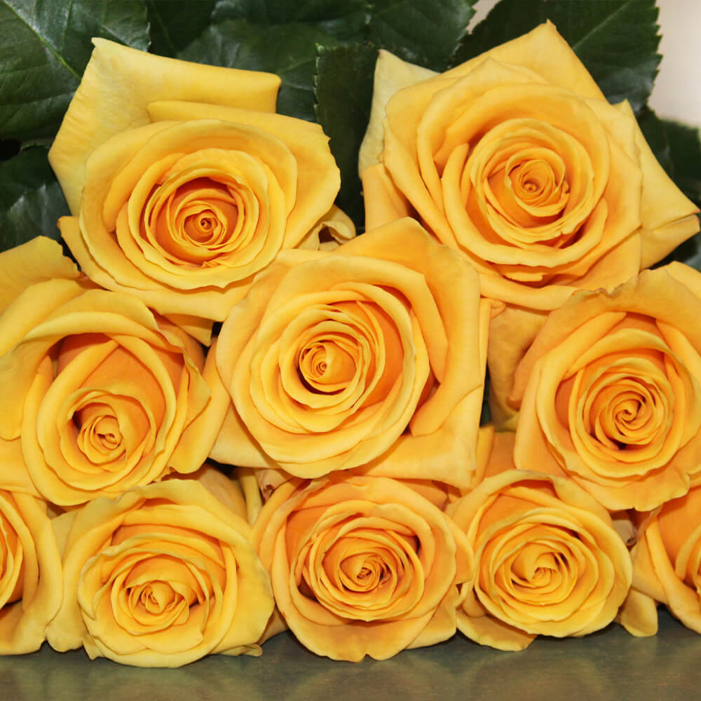 Rose Collection