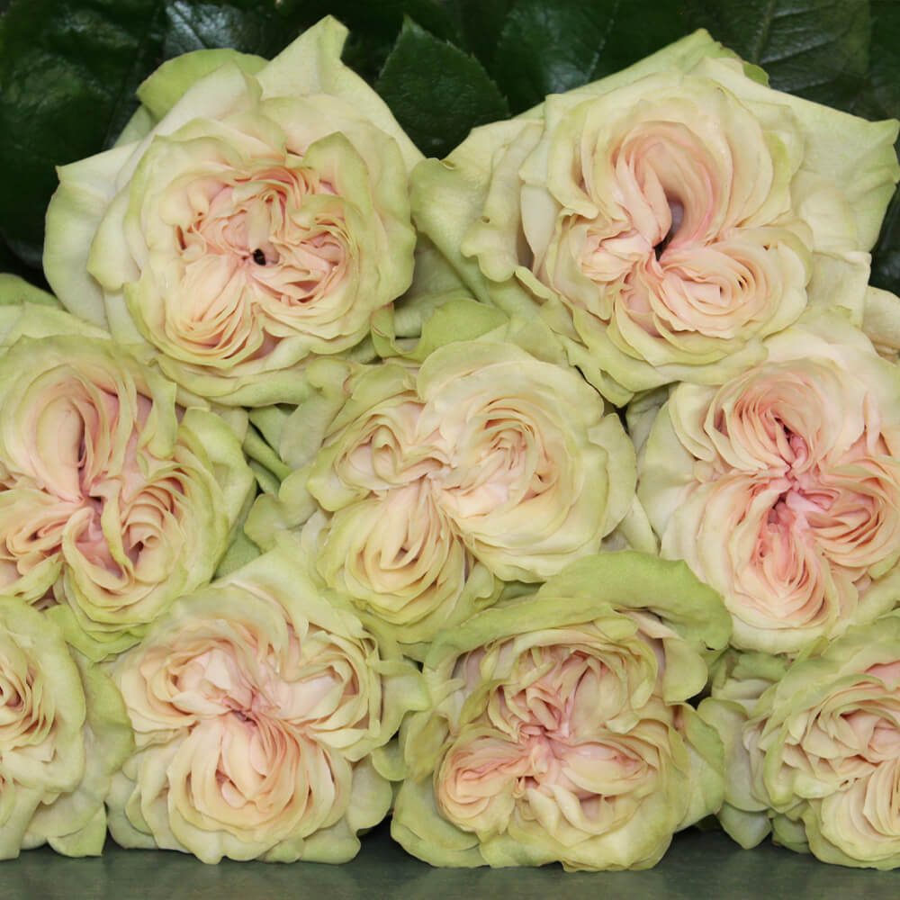Rose Collection