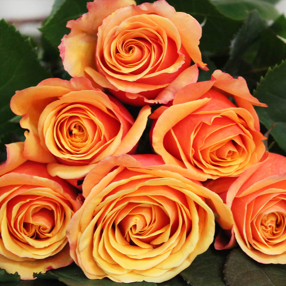 Rose Collection