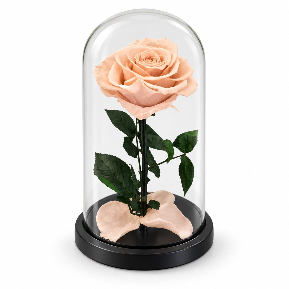 Single Forever Rose in Small Glass Dome