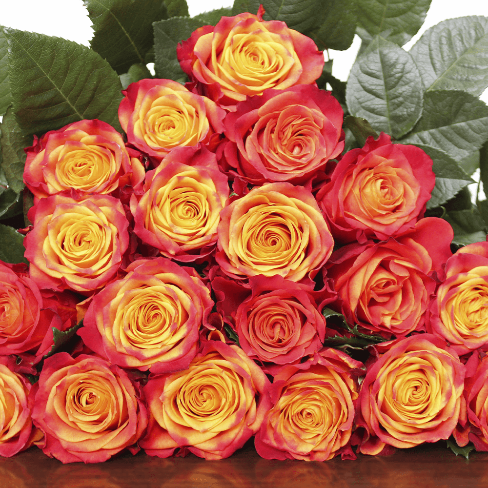 Rose Collection