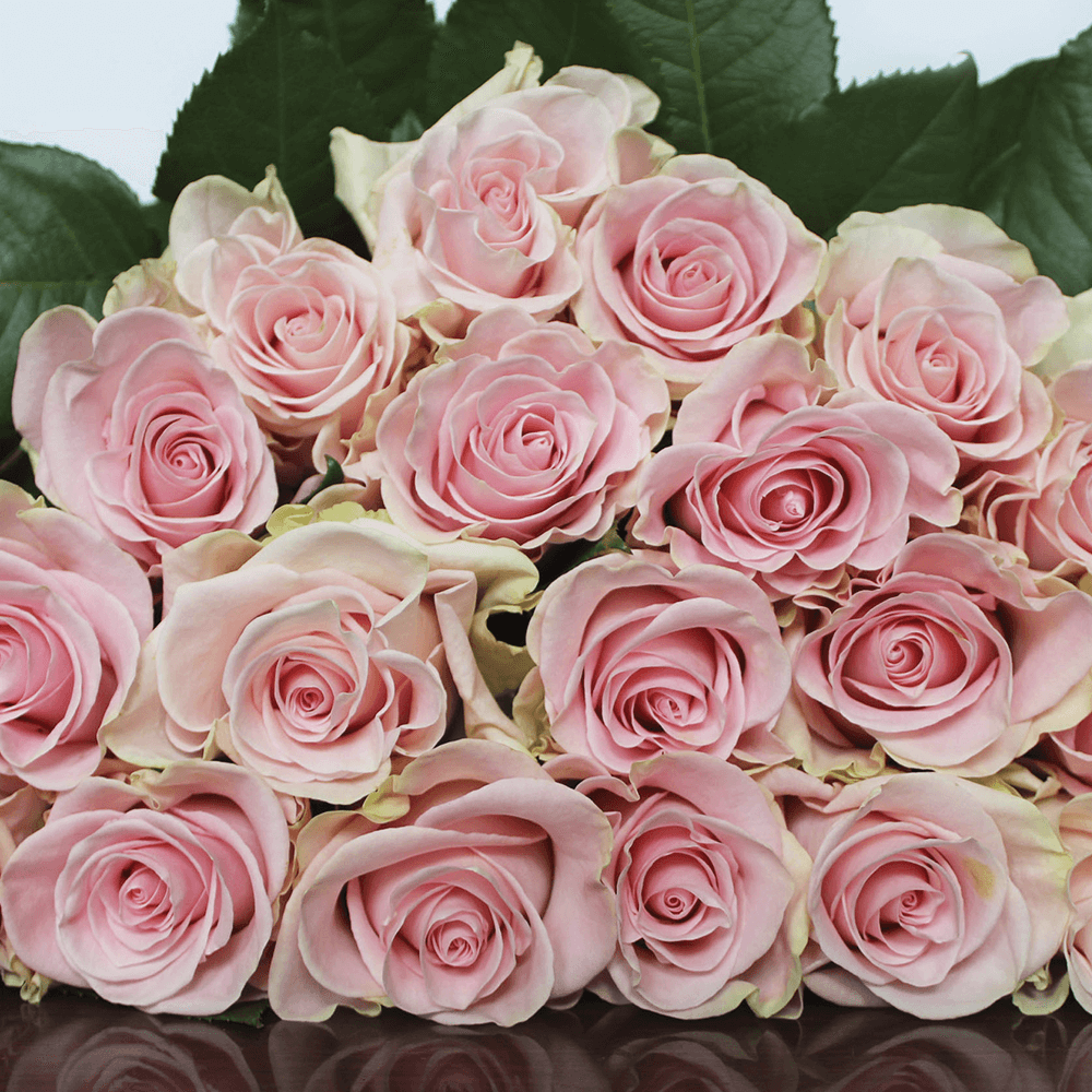 Rose Collection