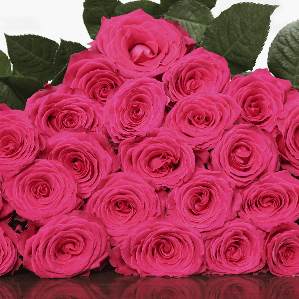 Rose Collection