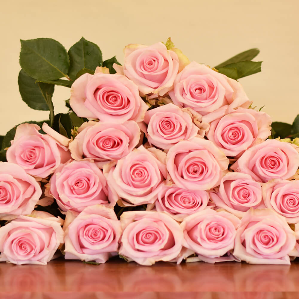 Rose Collection