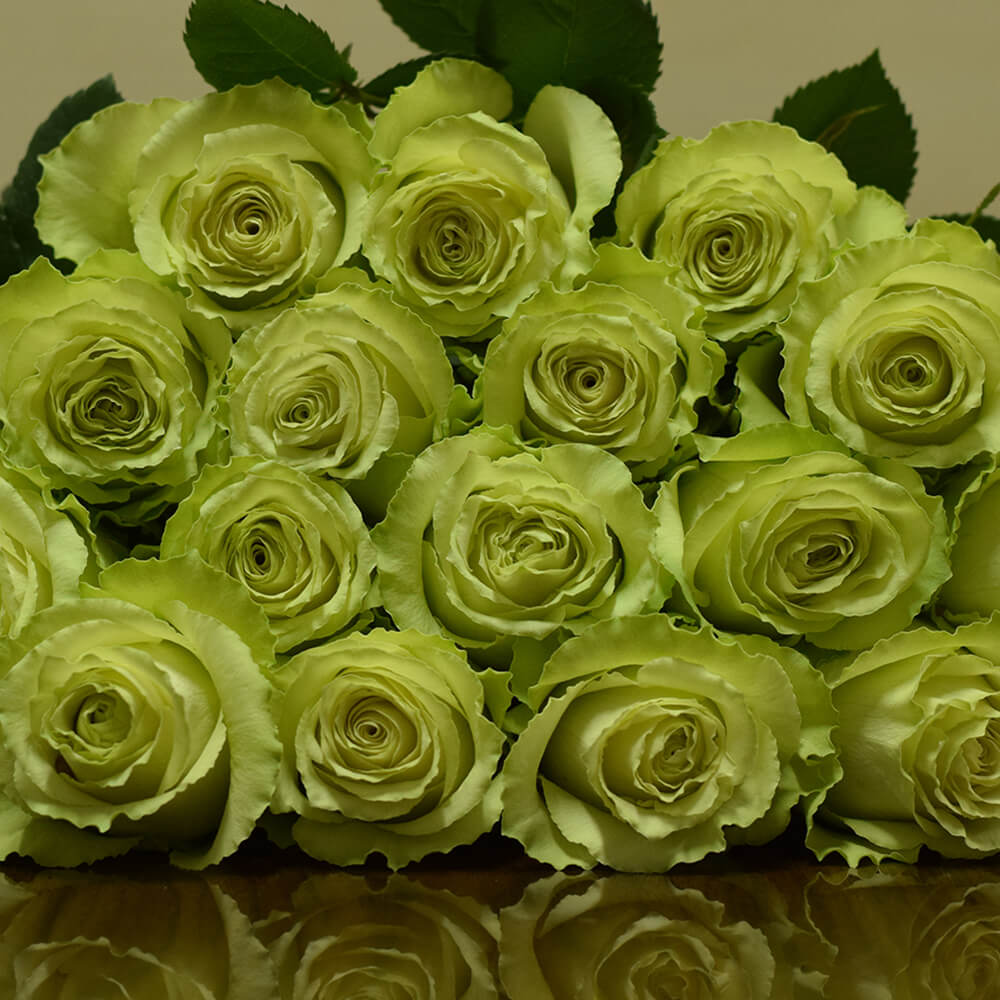 Rose Collection
