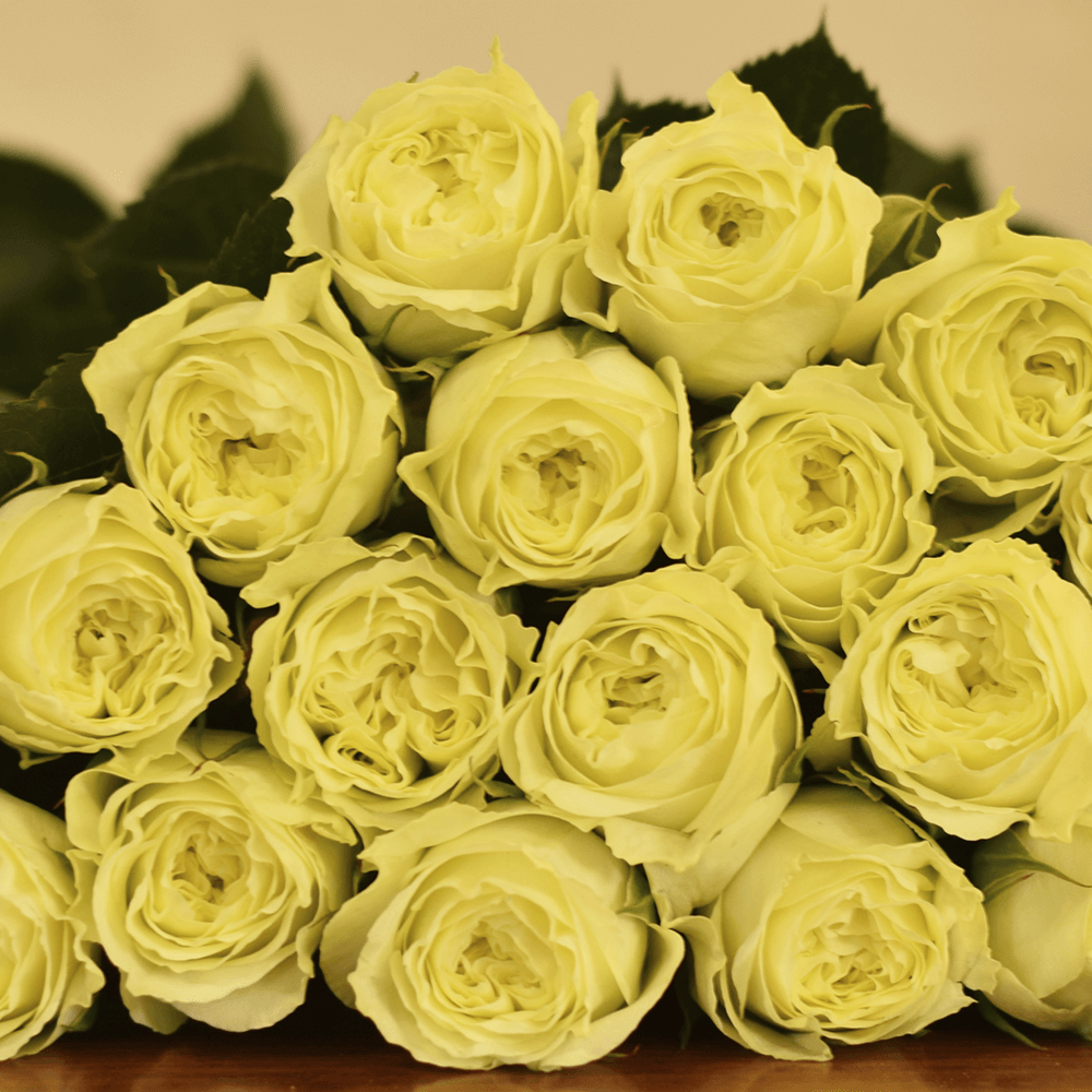 Rose Collection