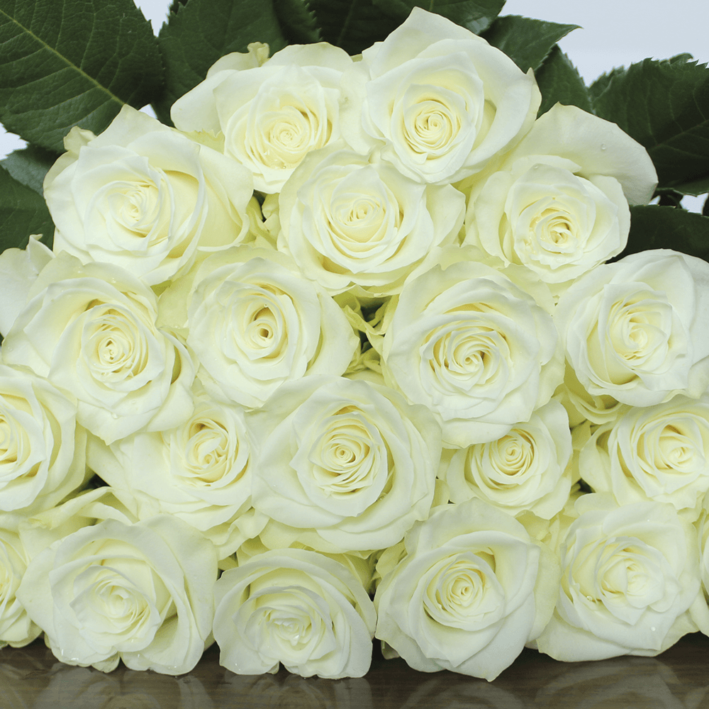 Rose Collection