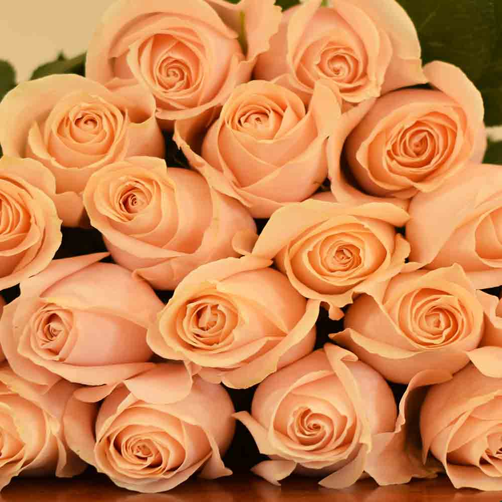 Rose Collection