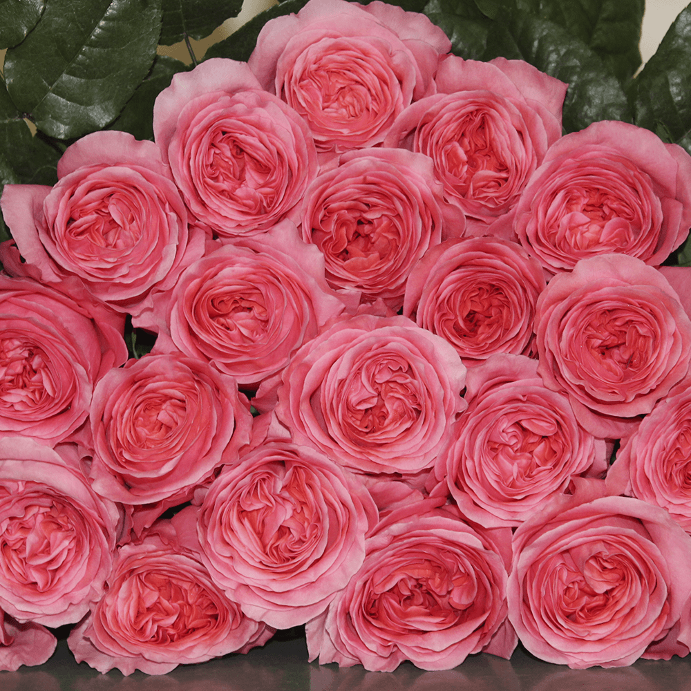 Rose Collection
