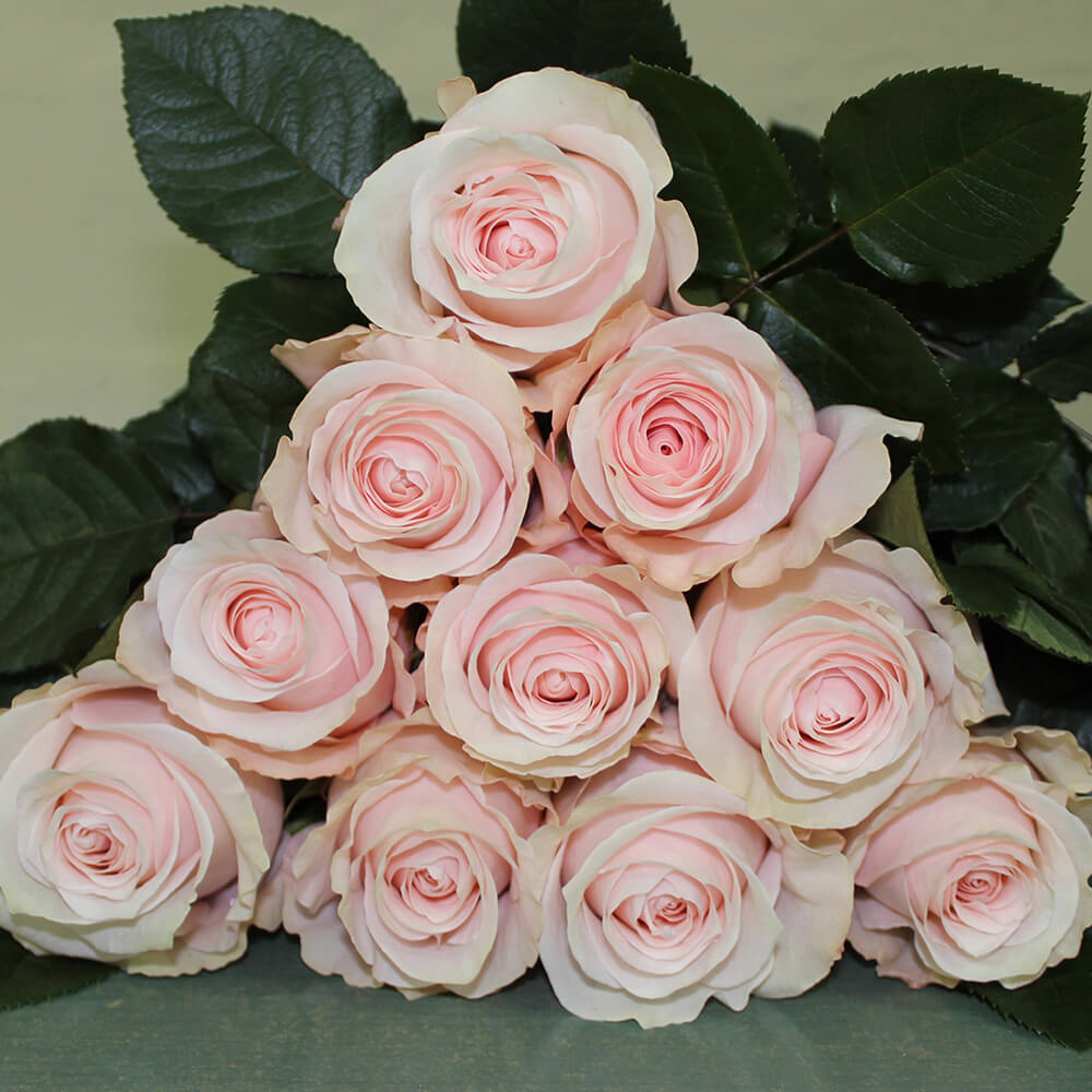 Rose Collection