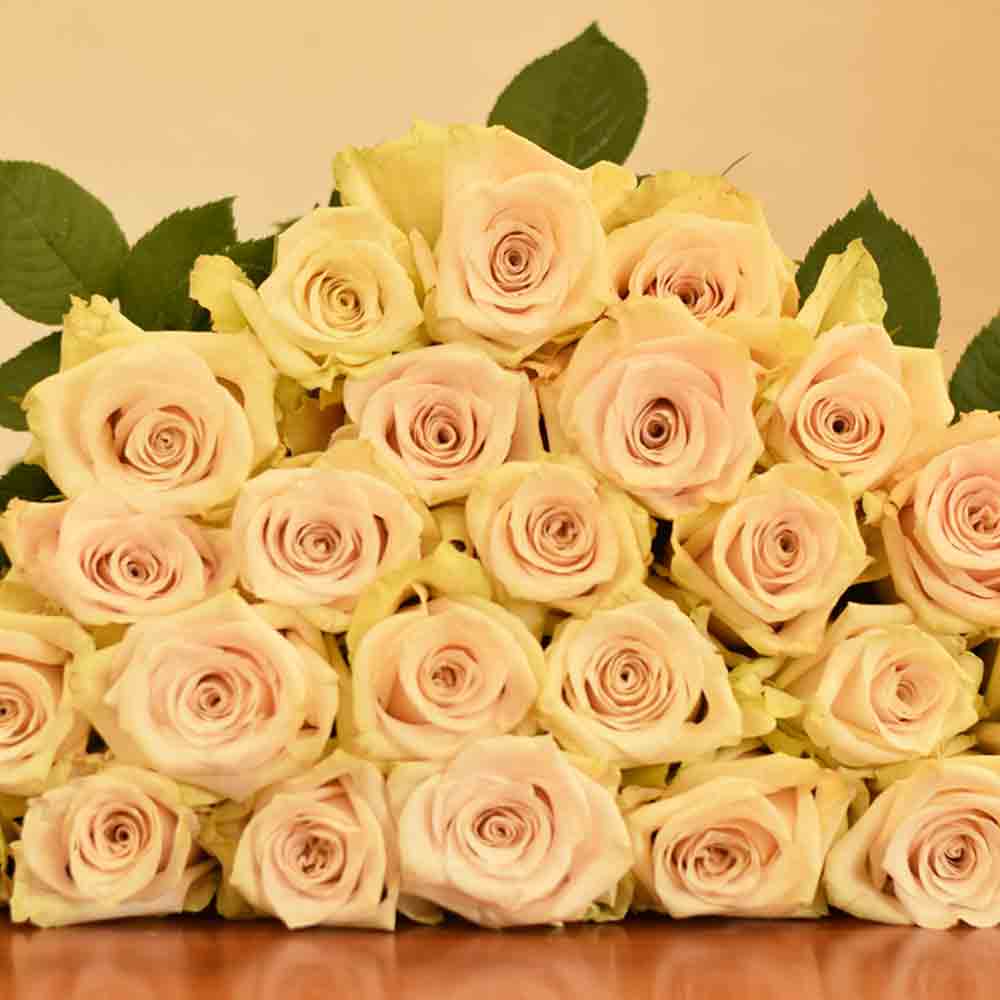 Rose Collection
