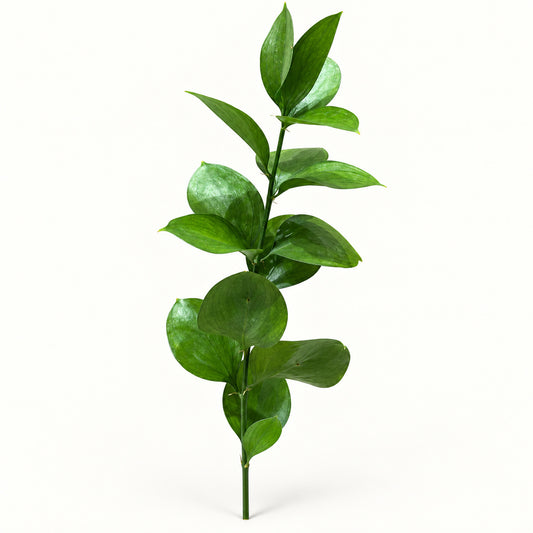 Ruscus