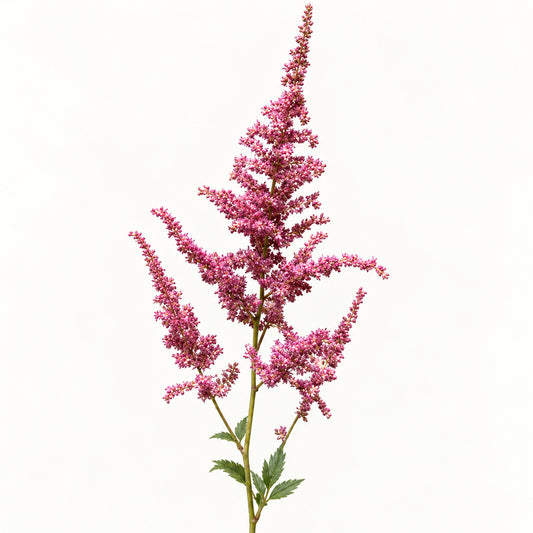 Pink Astilbe