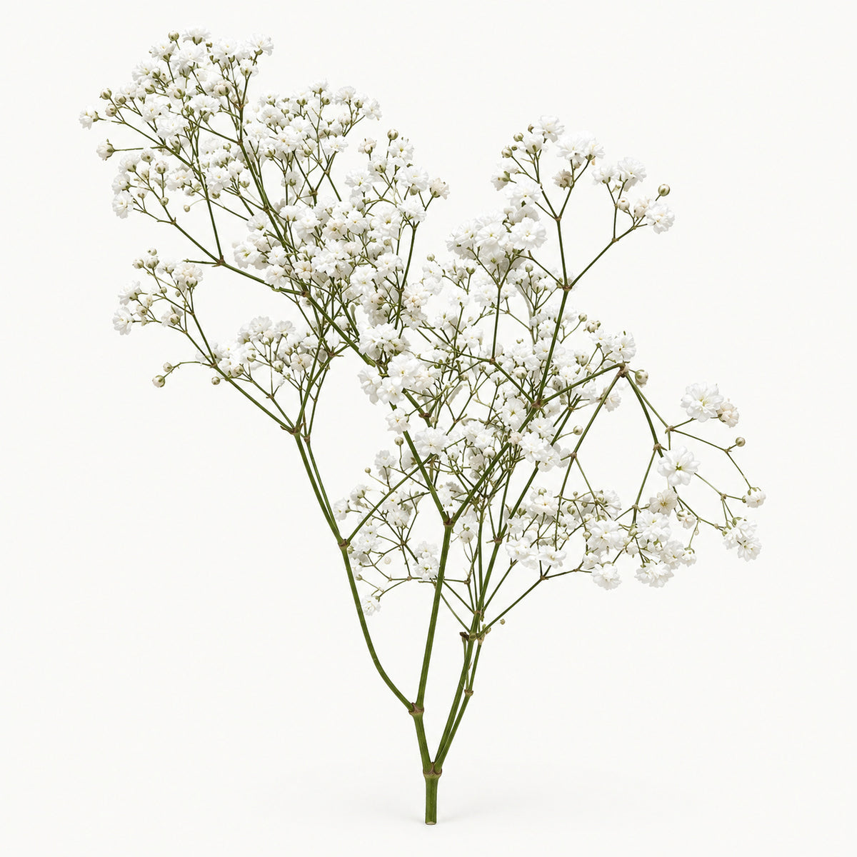 White Gypsophila