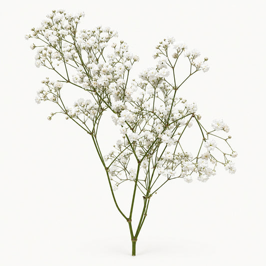 White Gypsophila