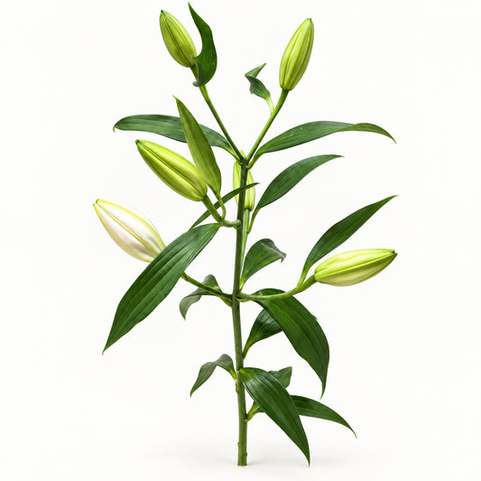 Lily Bud Stem