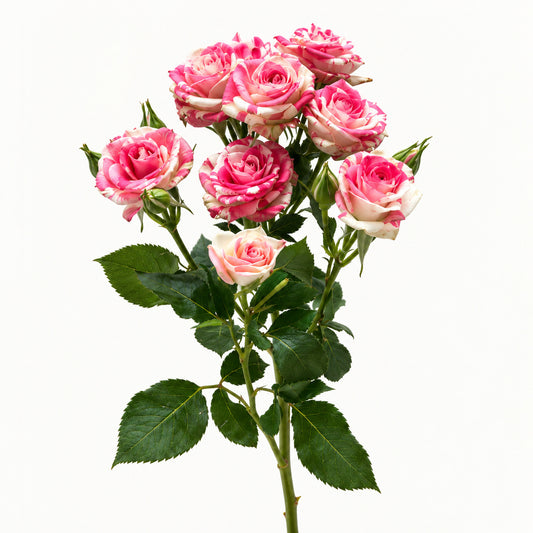 Pink & Ivory Spray Rose