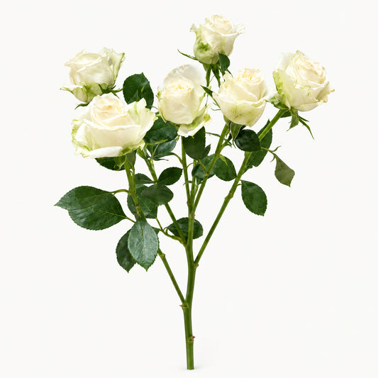 White Boombastic Spray Rose