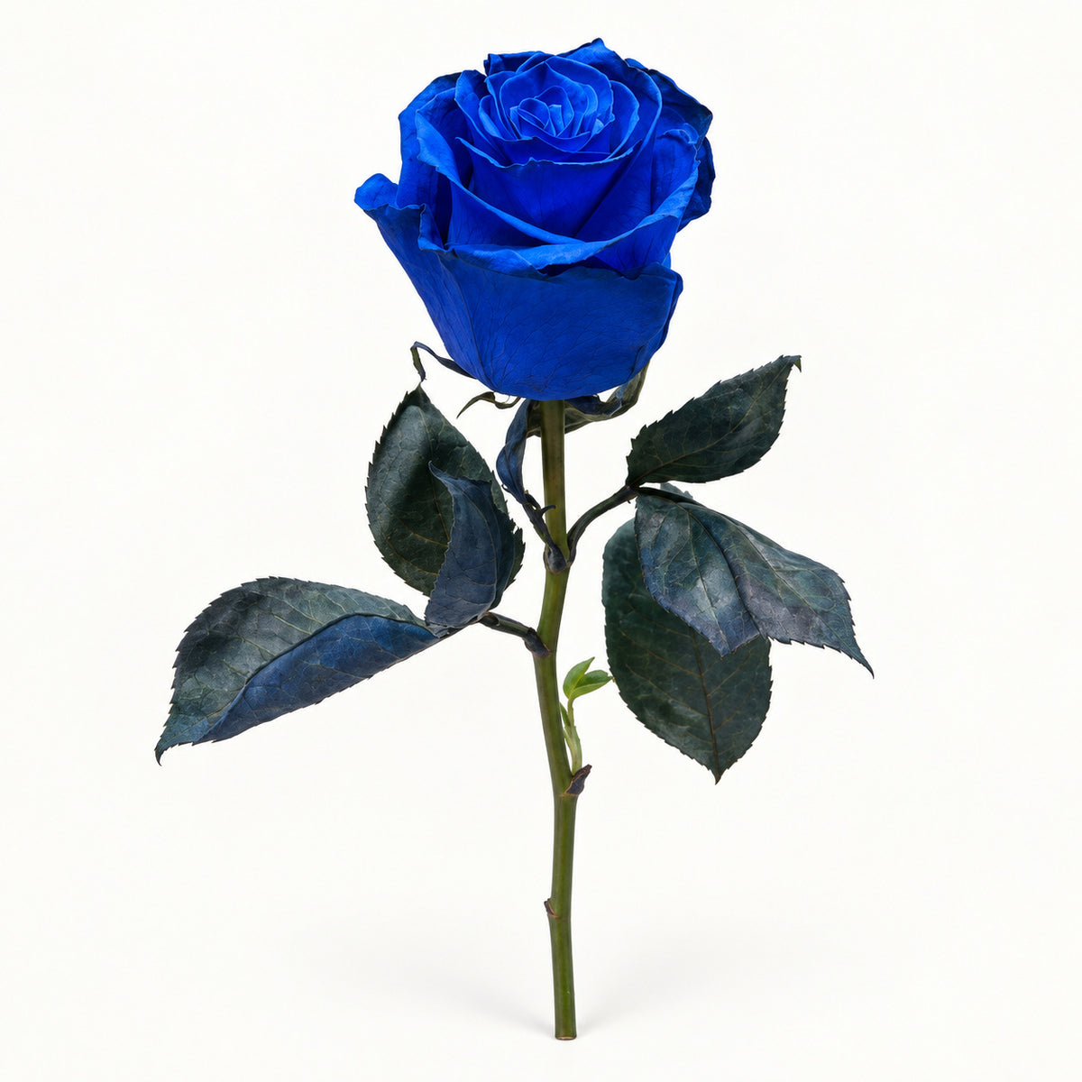 Royal Blue Rose