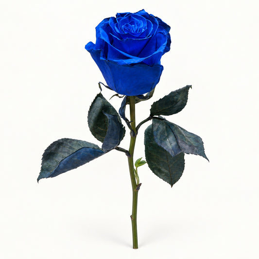 Royal Blue Rose
