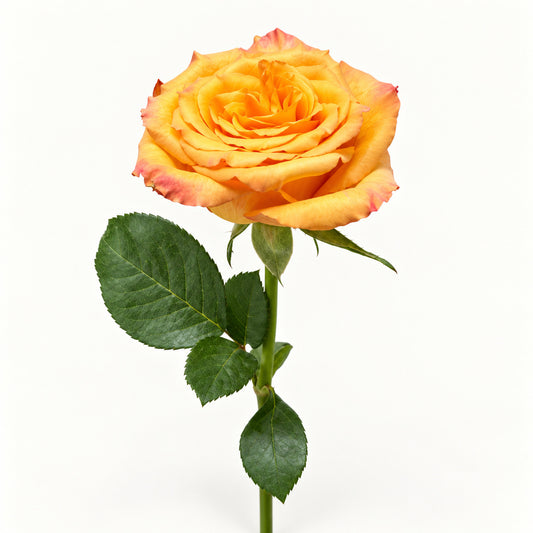 Golden Orange Rose