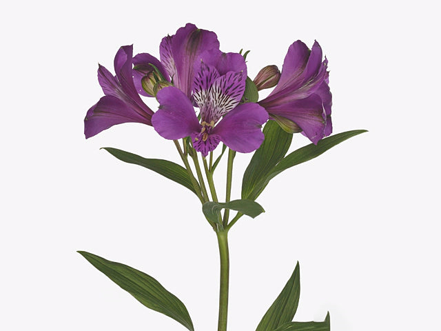Alstroemeria