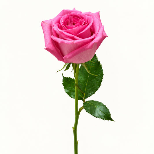 Classic Pink Rose