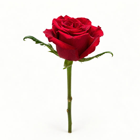 Classic Red Rose