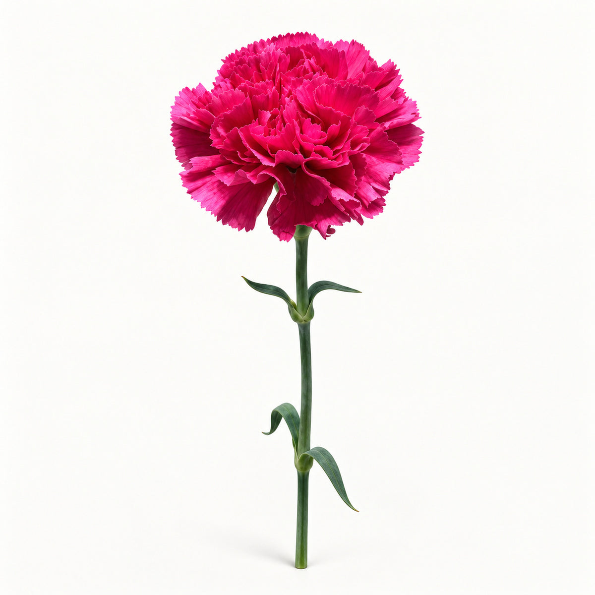 Deep Magenta Carnation