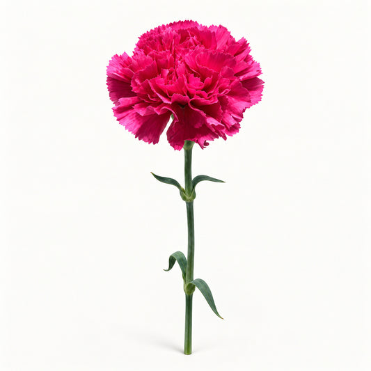 Deep Magenta Carnation