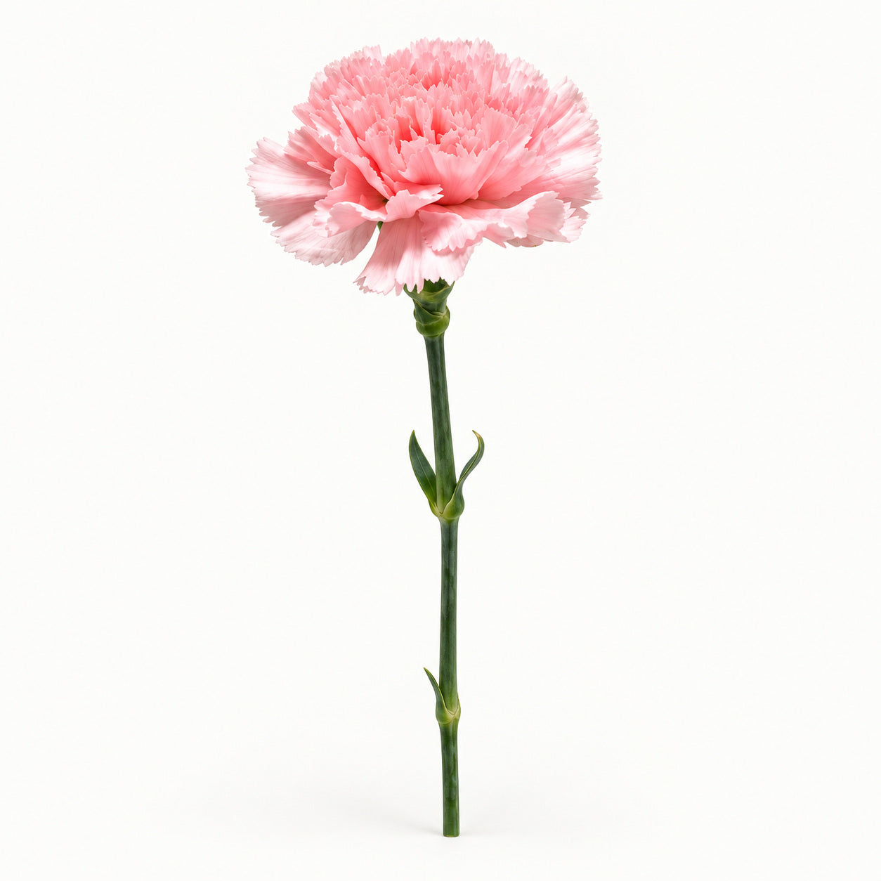 Soft Blush Carnation