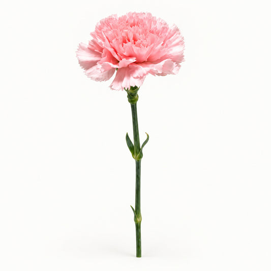 Soft Blush Carnation