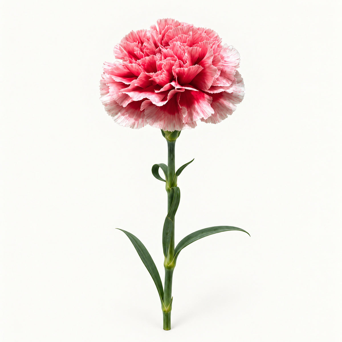 Variegated Pink Carnation