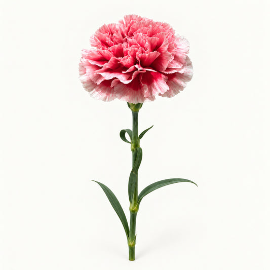 Variegated Pink Carnation