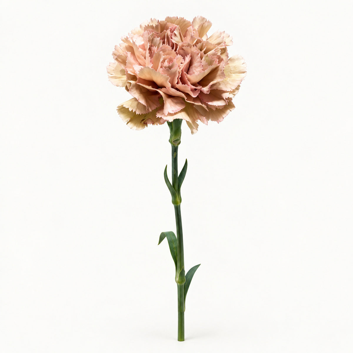 Antique Beige Carnation