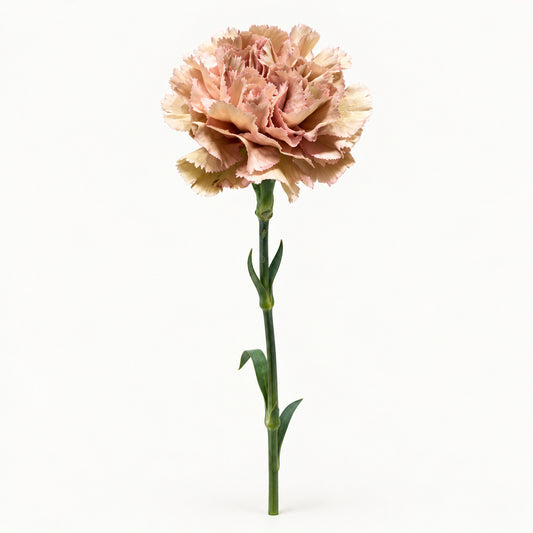 Antique Beige Carnation