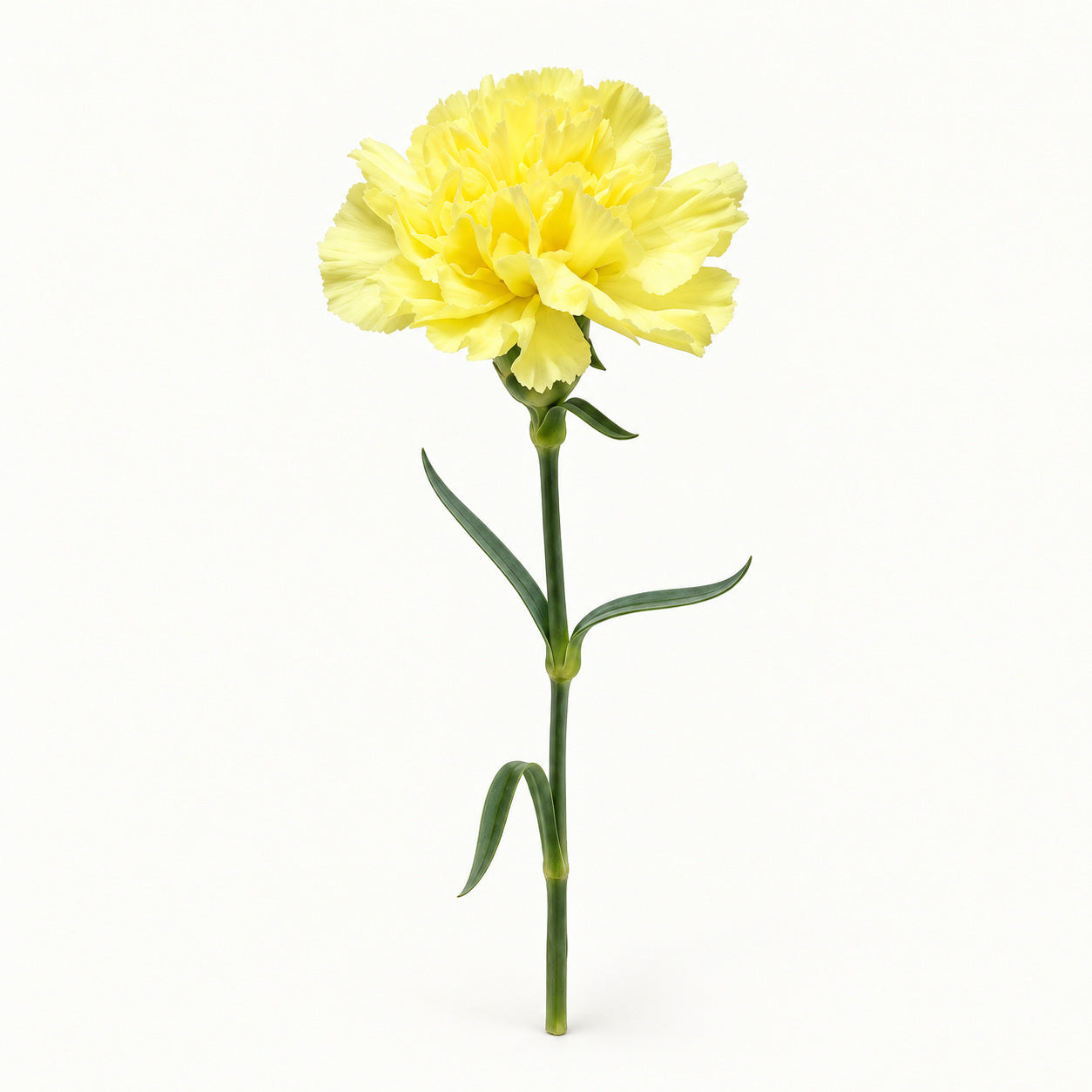 Lemon Yellow Carnation