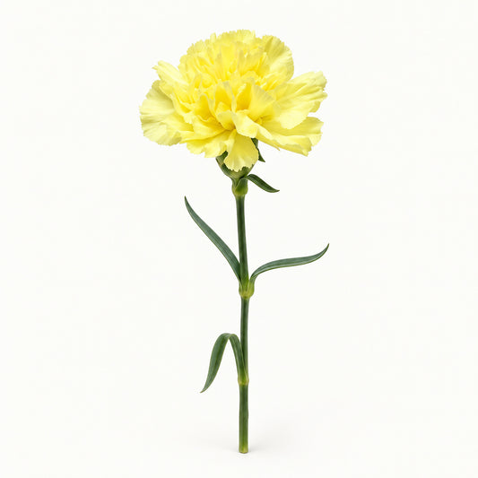 Lemon Yellow Carnation
